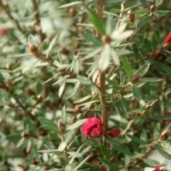 Leptospermum scoparium 'Winter Cheer'
