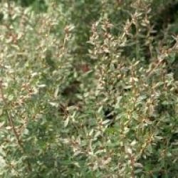 Leptospermum scoparium 'Winter Cheer'