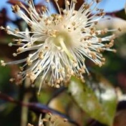 Lophomyrtus x ralphii 'Purpurea'