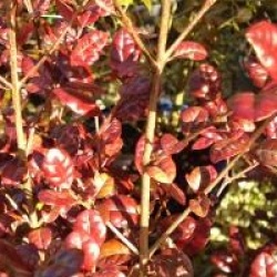 Lophomyrtus x ralphii 'Purpurea'