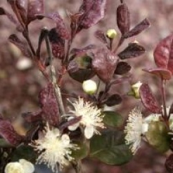 Lophomyrtus x ralphii 'Purpurea'