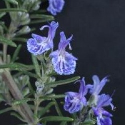 Rosmarinus officinalis var. angustissimus 'Corsican Blue'
