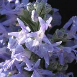 Rosmarinus officinalis var. angustissimus 'Corsican Blue'
