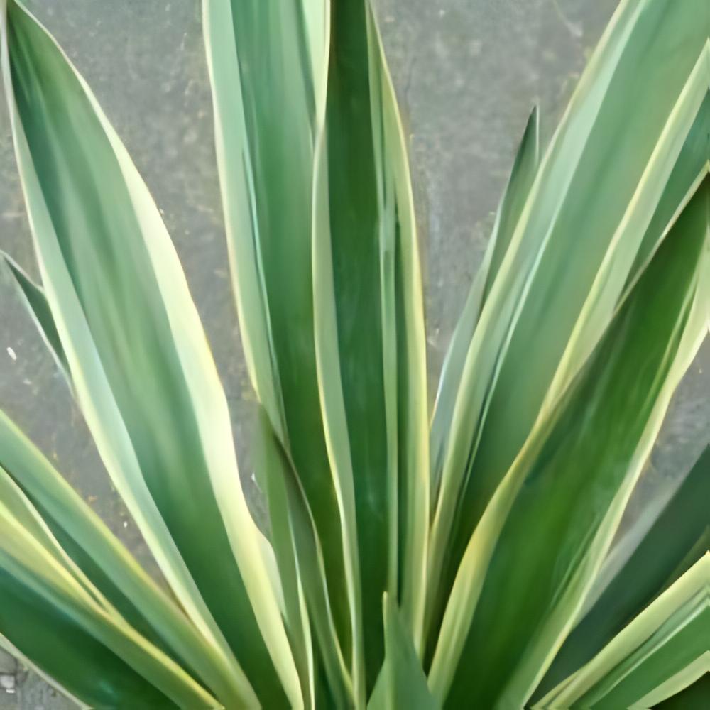 Yucca gloriosa 'Variegata' - Yucca gloriosa 'Variegata'