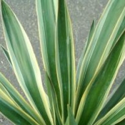 Yucca gloriosa 'Variegata' - Yucca gloriosa 'Variegata'