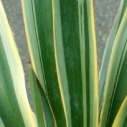 Yucca gloriosa 'Variegata'