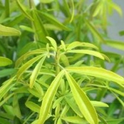 Choisya x dewitteana 'Aztec Gold' � 'Hilgold' 