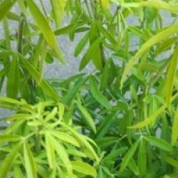 Choisya x dewitteana 'Aztec Gold' � 'Hilgold' 