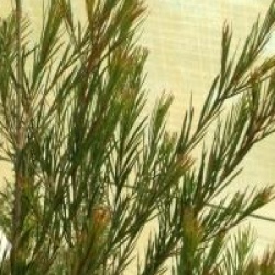 Melaleuca alternifolia