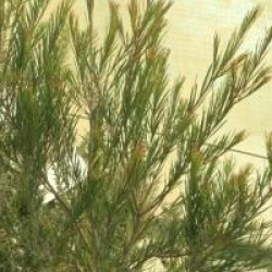 Melaleuca alternifolia