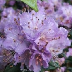 Rhododendron nain Blue Diamond