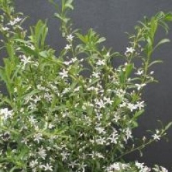 Eriostemon myoporoides