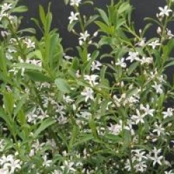 Philotheca myoporoides