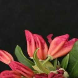 Rhododendron 'Golden Gate'