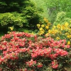 Rhododendron 'Golden Gate'