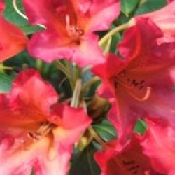 Rhododendron 'Golden Gate'