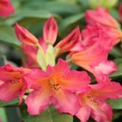 Rhododendron 'Golden Gate'