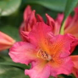 Rhododendron 'Golden Gate'