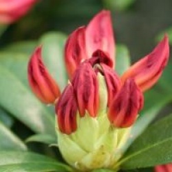 Rhododendron 'Golden Gate'