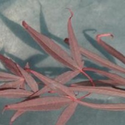 Acer palmatum 'Enkan' - �rable du Japon Enkan