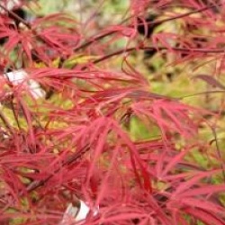 Acer palmatum 'Enkan'