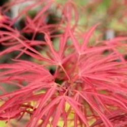 Acer palmatum 'Enkan'