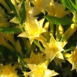 Azal�e caduque Narcissiflorum