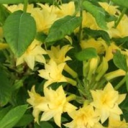 Rhododendron 'Narcissiflora'