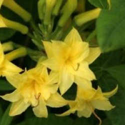 Rhododendron 'Narcissiflora'