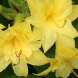 Rhododendron 'Narcissiflora'