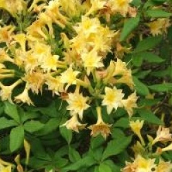 Rhododendron 'Narcissiflora'