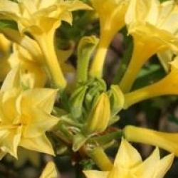 Rhododendron 'Narcissiflora'