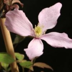 Clematis montana 'Elisabeth'