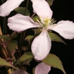 Clematis montana 'Elisabeth'