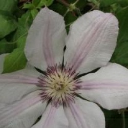 Clematis 'Jean Paul II'