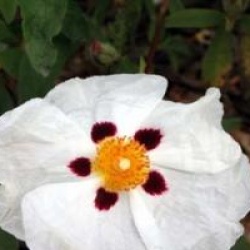 Cistus x aguilarii - Ciste aguilarii
