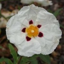 Cistus x aguilarii