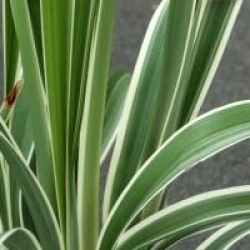 Dianella tasmanica Wyeena � 'Tass300'  - Dianella de Tasmani panach�