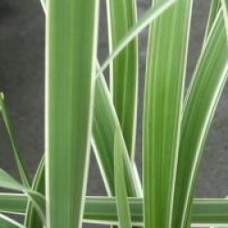 Dianella tasmanica Wyeena � 'Tass300' 