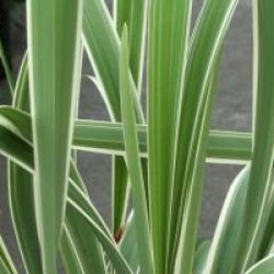 Dianella tasmanica Wyeena � 'Tass300' 