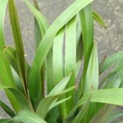 Dianella prunina 'Utopia'