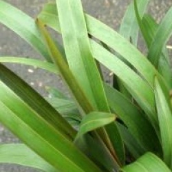 Dianella prunina 'Utopia'