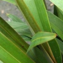 Dianella prunina 'Utopia'