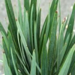 Dianella revoluta 'Little Rev'