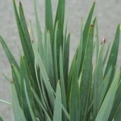 Dianella revoluta 'Little Rev'