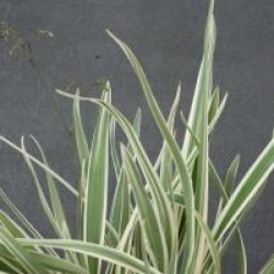 Iris de Tasmanie panach�