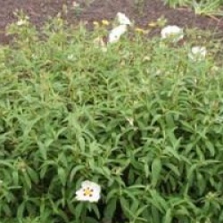 Cistus x aguilarii