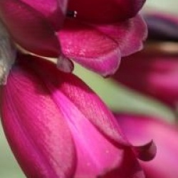 Dierama pulcherrimum 'Merlin' - Cannes � p�che des anges Merlin