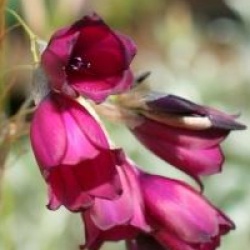 Dierama pulcherrimum 'Merlin'