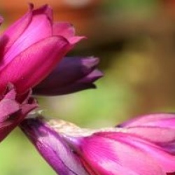Dierama pulcherrimum 'Merlin'